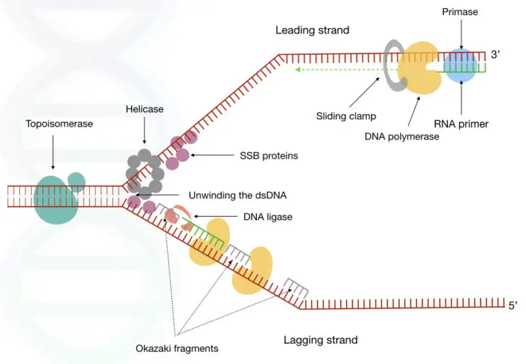 What is DNA Replication? Definition, Steps, Enzymes and Process