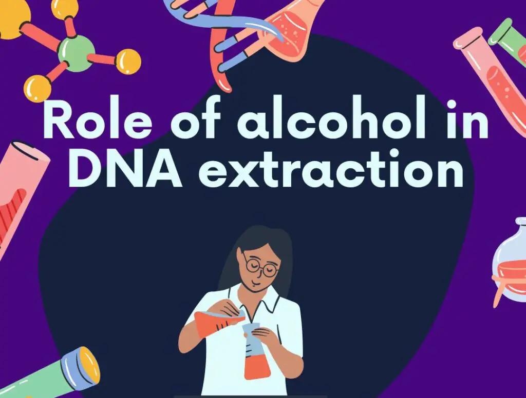 Role of alcohol in DNA extraction