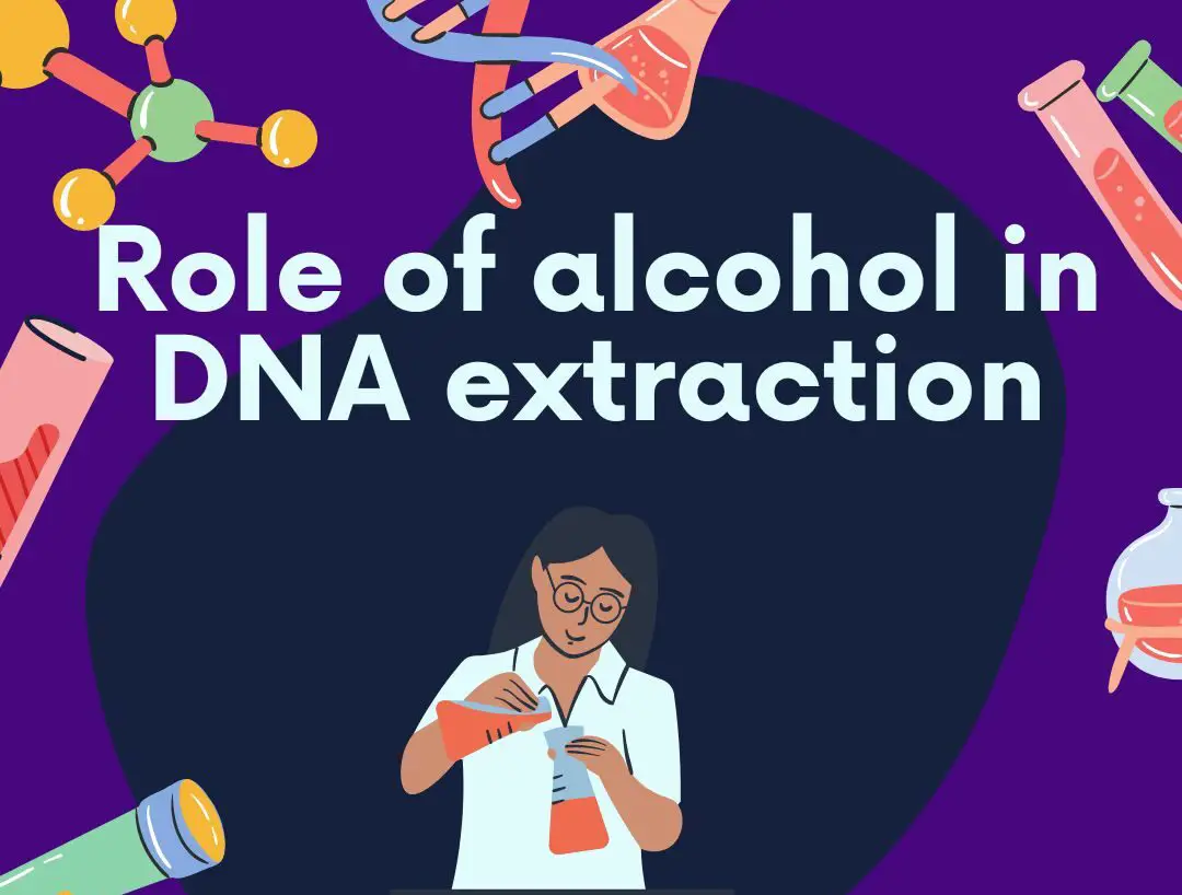 What is the role of Detergents in DNA extraction? Education