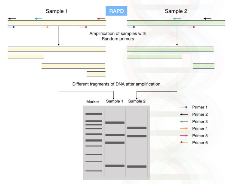 Genetic Markers: RFLP, RAPD, AFLP, ISSR, STR, SCAR, EST, SSR and SNP