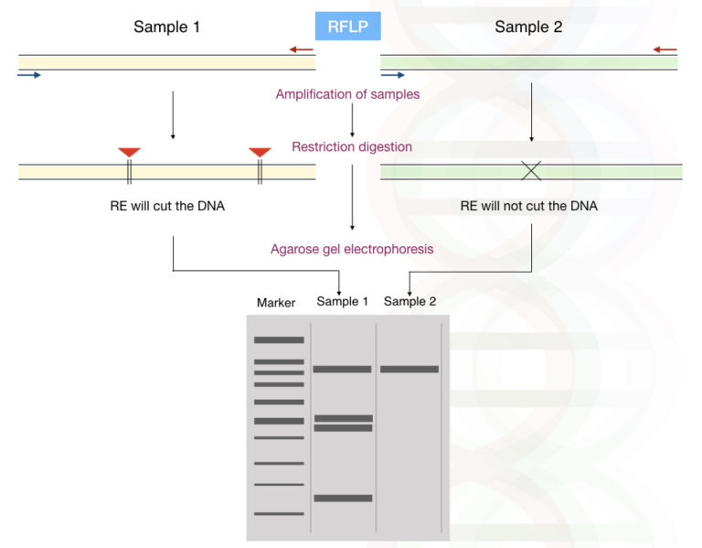 Markers RFLP, RAPD, AFLP, ISSR, STR, SCAR, EST, SSR and SNP