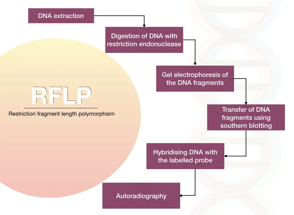 Different steps of restriction fragment length polymorphism RFLP)