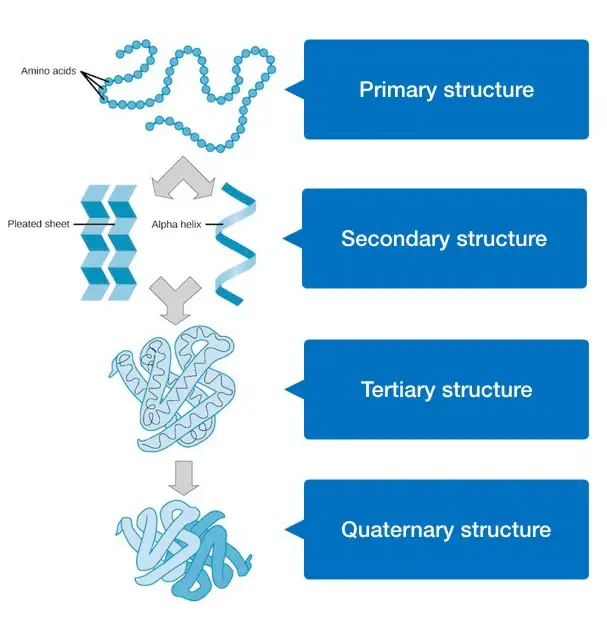 primary structure of proteins