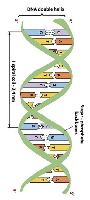 DNA story: the structure and function of DNA 