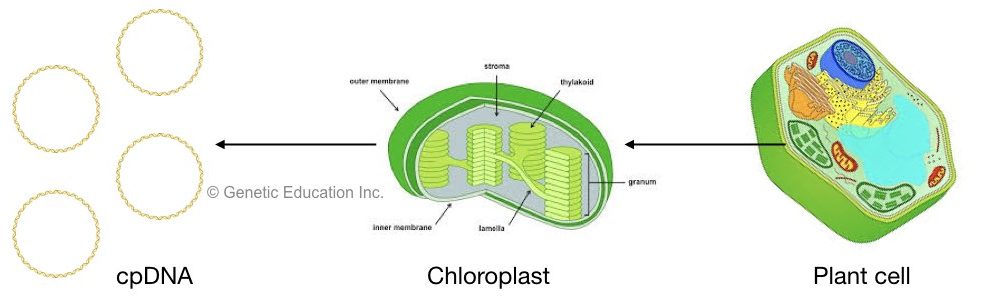 The image showing cpDNA, chloroplast and plant cell. 