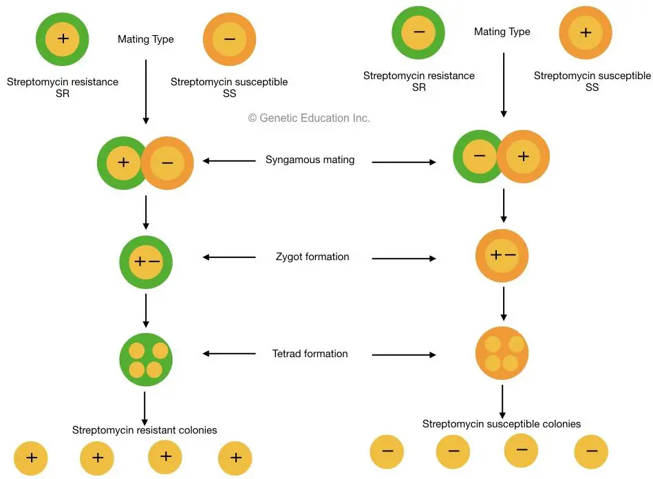 Graphical representation of Ruth Sager's experiment.