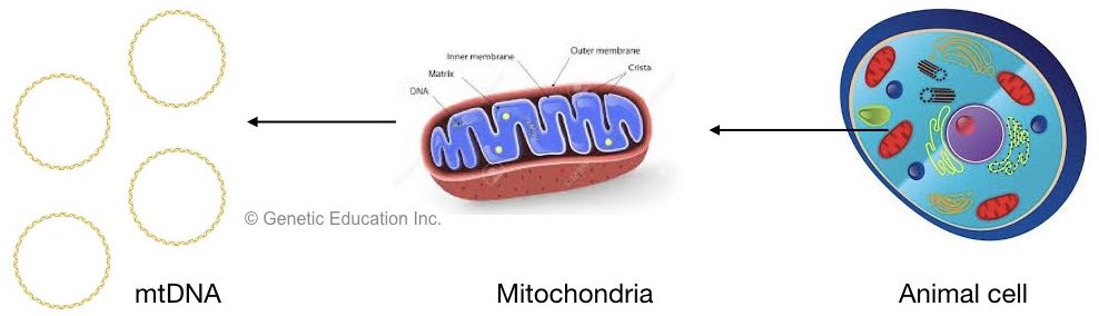 The image of mtDNA, mitochondria and animal cell. 