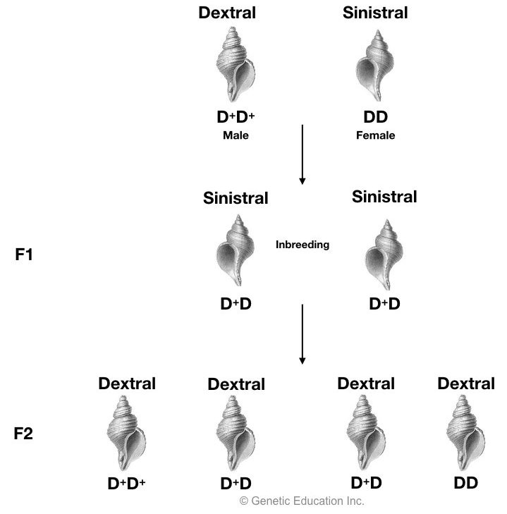 introduction to maternal inheritance 