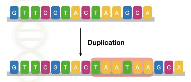 The image shows the type of duplication mutation in a DNA sequence.