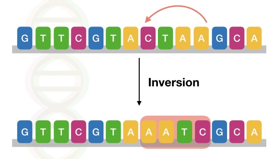 what is genetic mutation essay