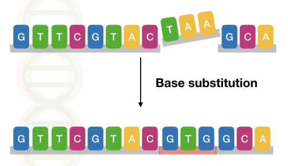 The image shows the type of base substitution mutation in a DNA sequence.