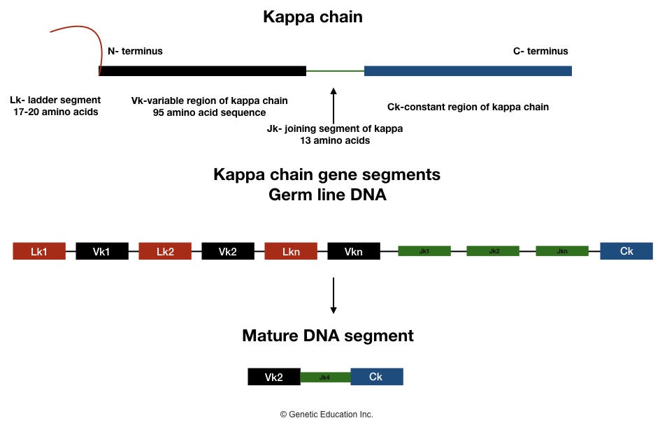 Generation of antibody diversity