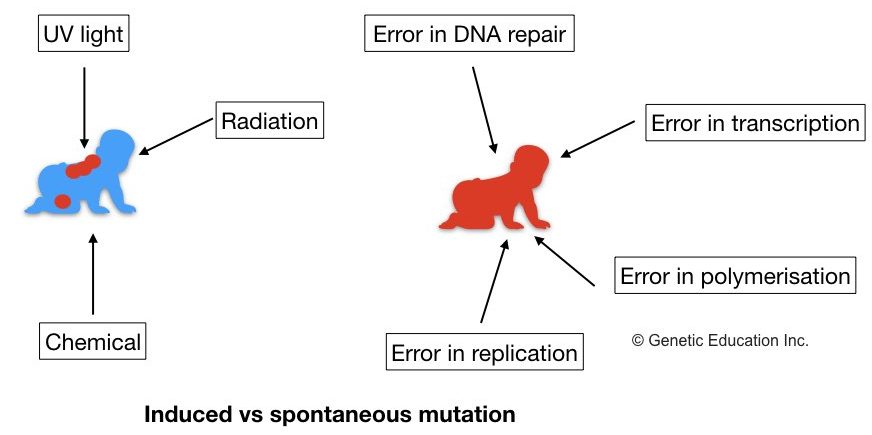 Spontaneous vs induced mutation.