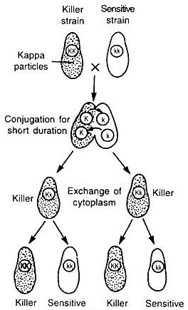 write a term paper on extra chromosomal inheritance