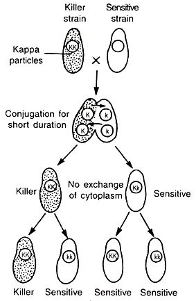 write a term paper on extra chromosomal inheritance