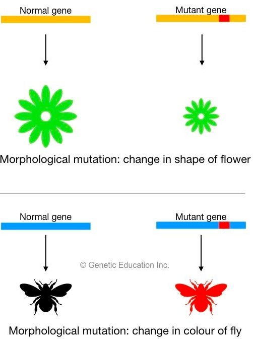 Different type of genetic mutations