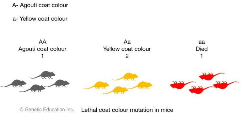 What Is Conditional Lethal Mutation