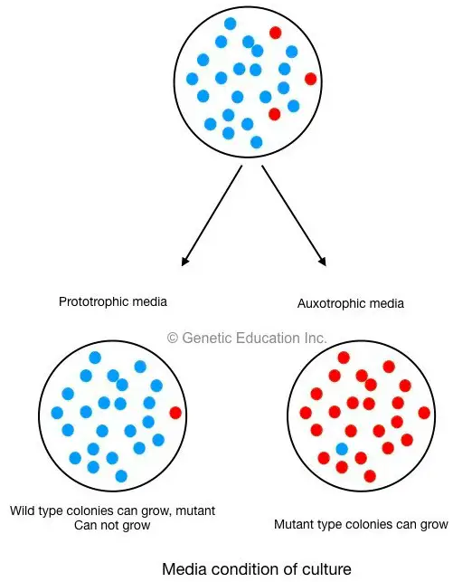 Different type of genetic mutations