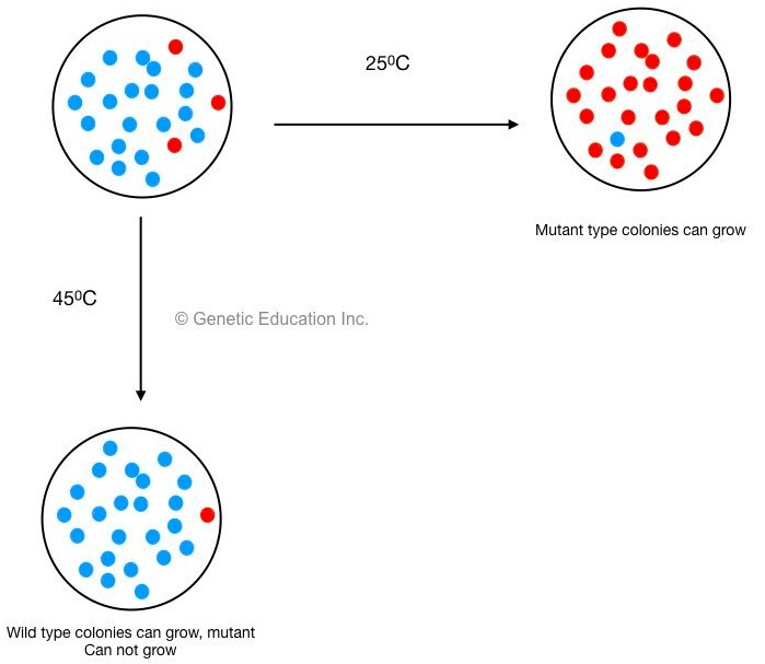 Different type of genetic mutations