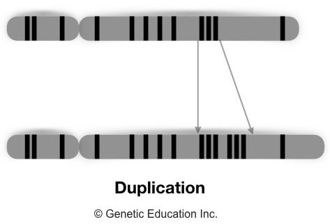 Different type of genetic mutations