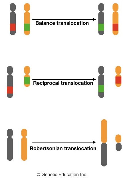 Illustration of balanced, reciprocal and Robertsonian translocation.