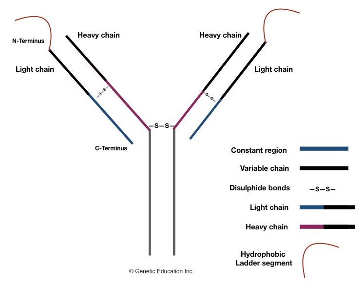 Mechanism of V(D)J and Antibody Diversity
