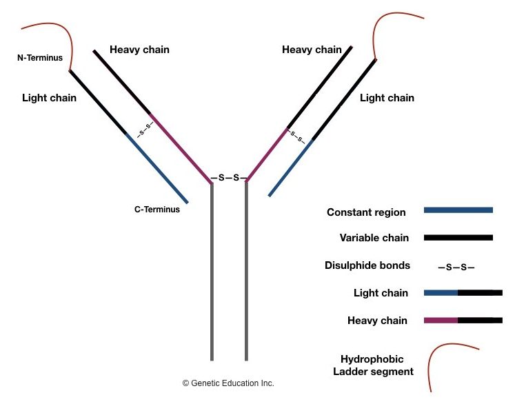 Generation of antibody diversity.