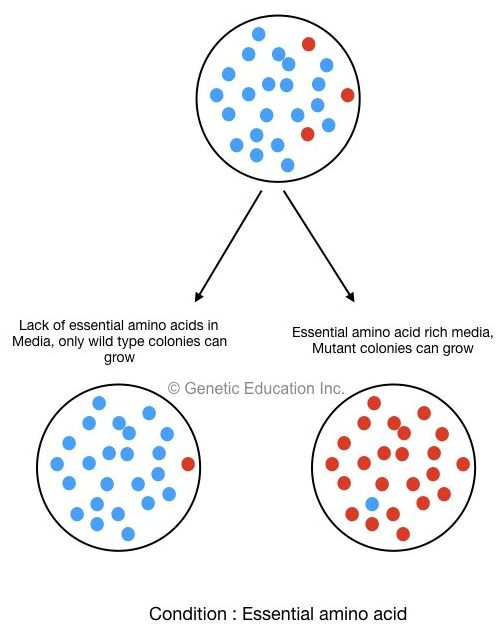 Different type of genetic mutations