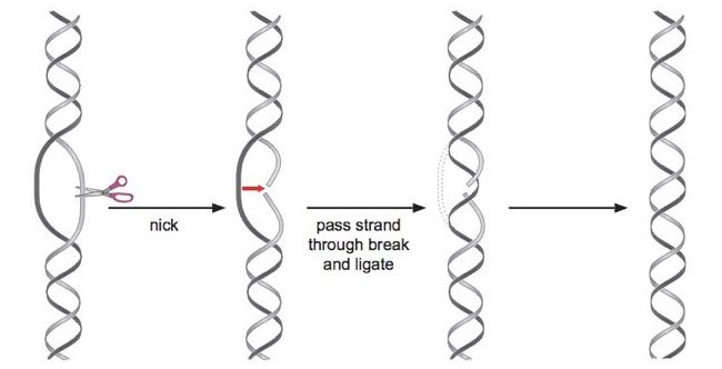 what is the function of topoisomerase in dna replication