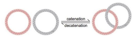 what is the function of topoisomerase in dna replication