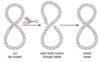 What is the Function of DNA Topoisomerase 1 and 2?