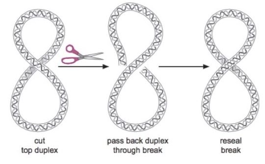 What is the Function of DNA Topoisomerase 1 and 2?