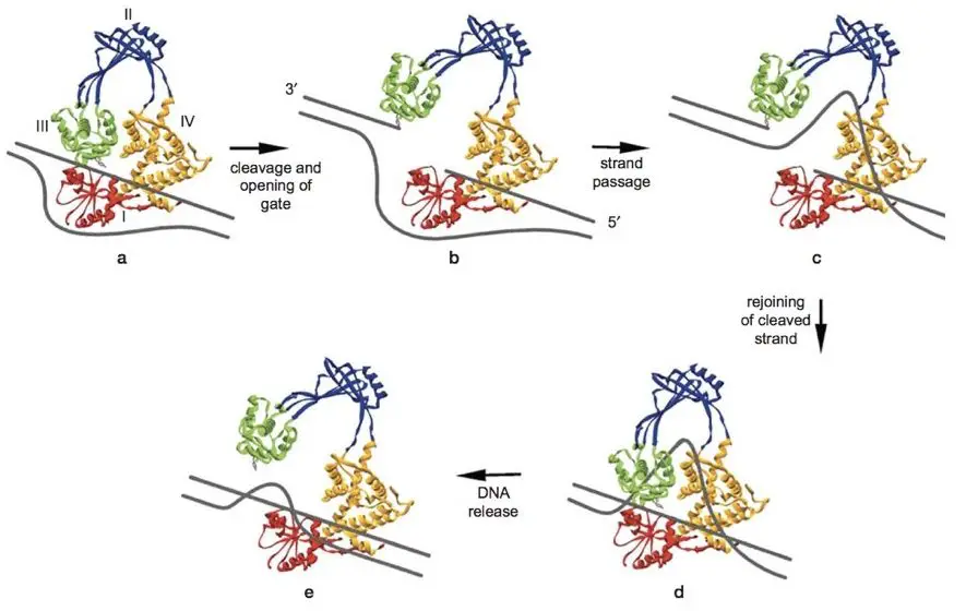 what is the function of topoisomerase in dna replication