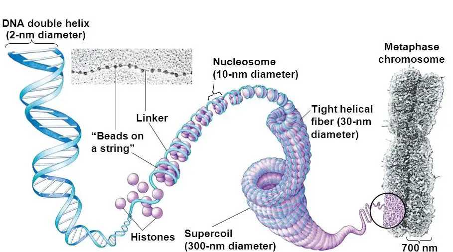 pearson protein scaffold chromosome