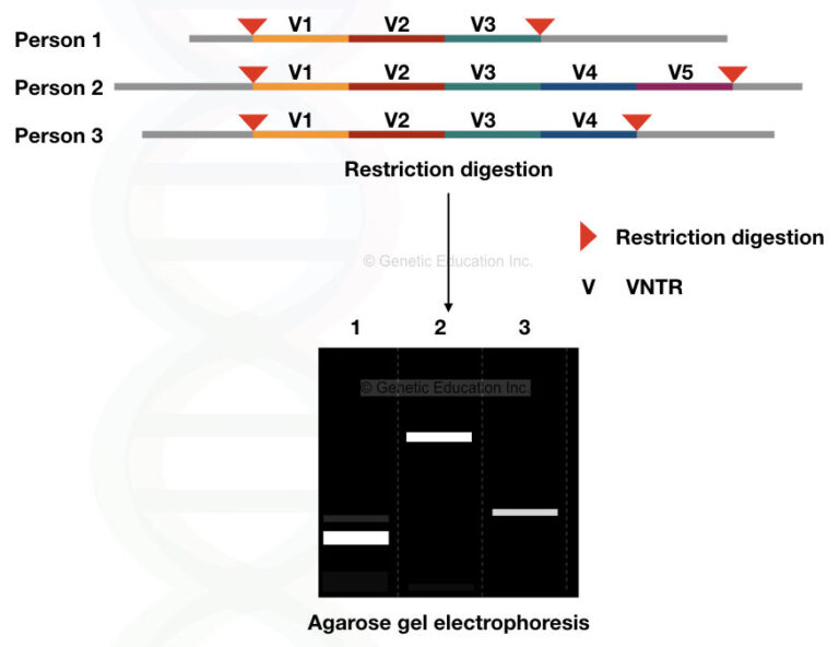 DNA Fingerprinting Definition, Steps, Methods and Applications