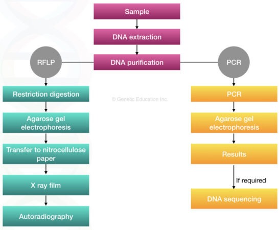 dna-fingerprinting-definition-steps-methods-and-applications