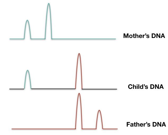 DNA Fingerprinting Diagram