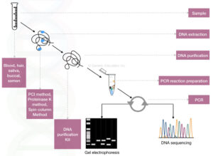 DNA Fingerprinting- Definition, Steps, Methods and Applications