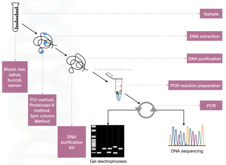 DNA Fingerprinting- Definition, Steps, Methods And Applications