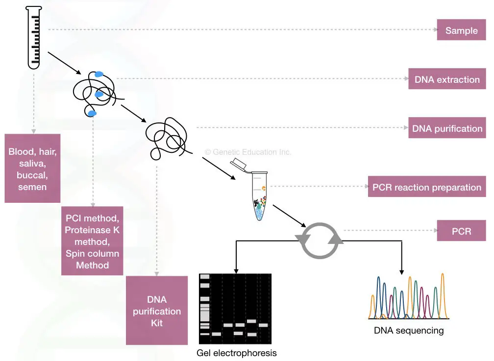 Dna Fingerprint Diagram