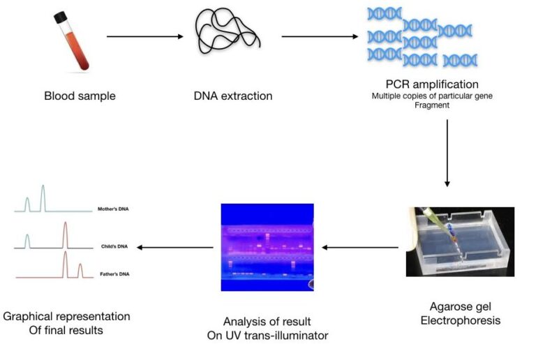 DNA Fingerprinting- Definition, Steps, Methods And Applications