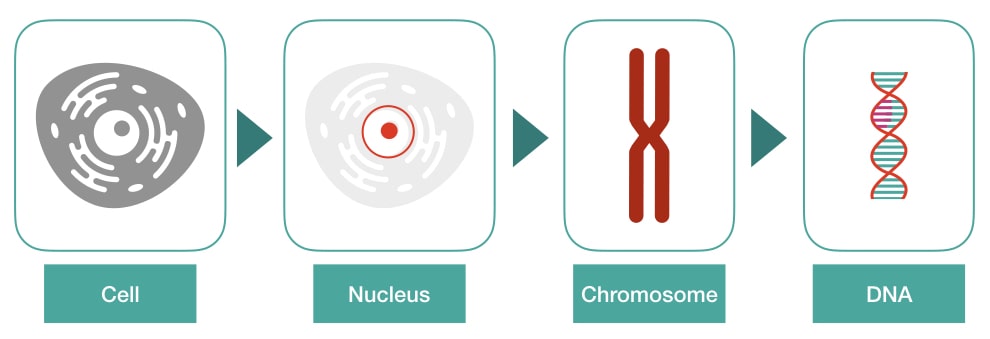 Illustration of the process of DNA packaging from a cell to DNA.