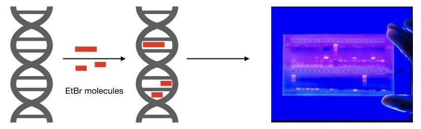 EtBr Intercalation to dsDNA.