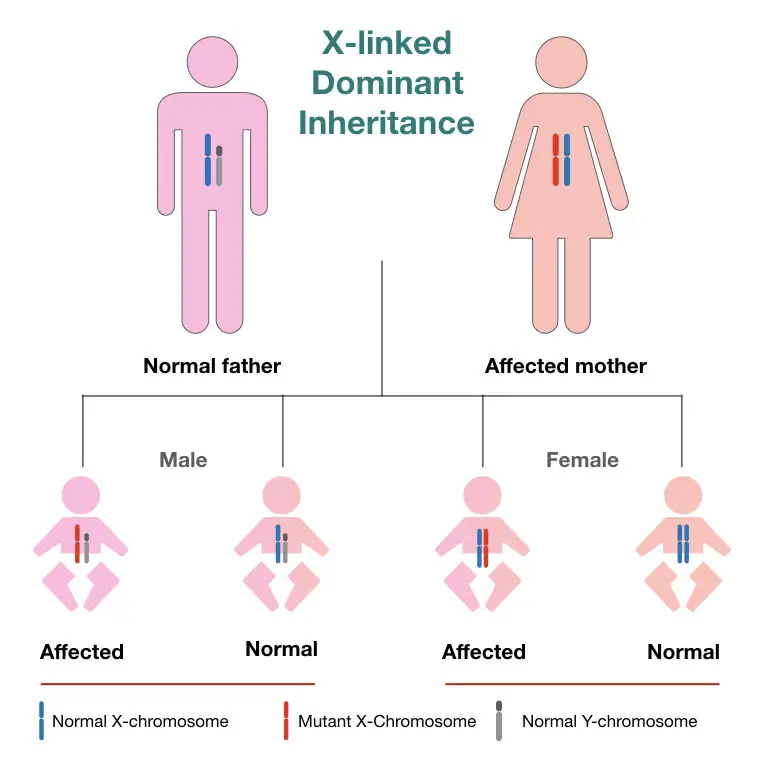 can recessive genes be passed on