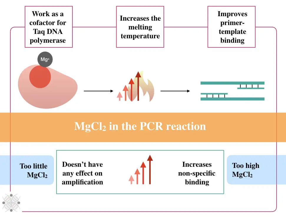 Function of MgCl2 in PCR reaction.