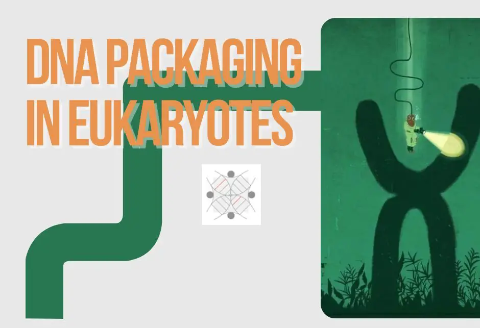 What is DNA packaging in eukaryotes?