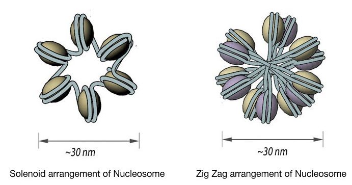 Solenoid and ZigZag arrangement of 30 nm fiber. 