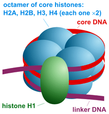 The image of the nucleosome assembly.