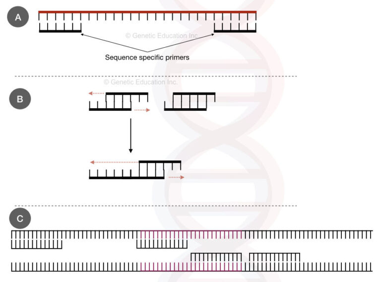 How To Design PCR Primers