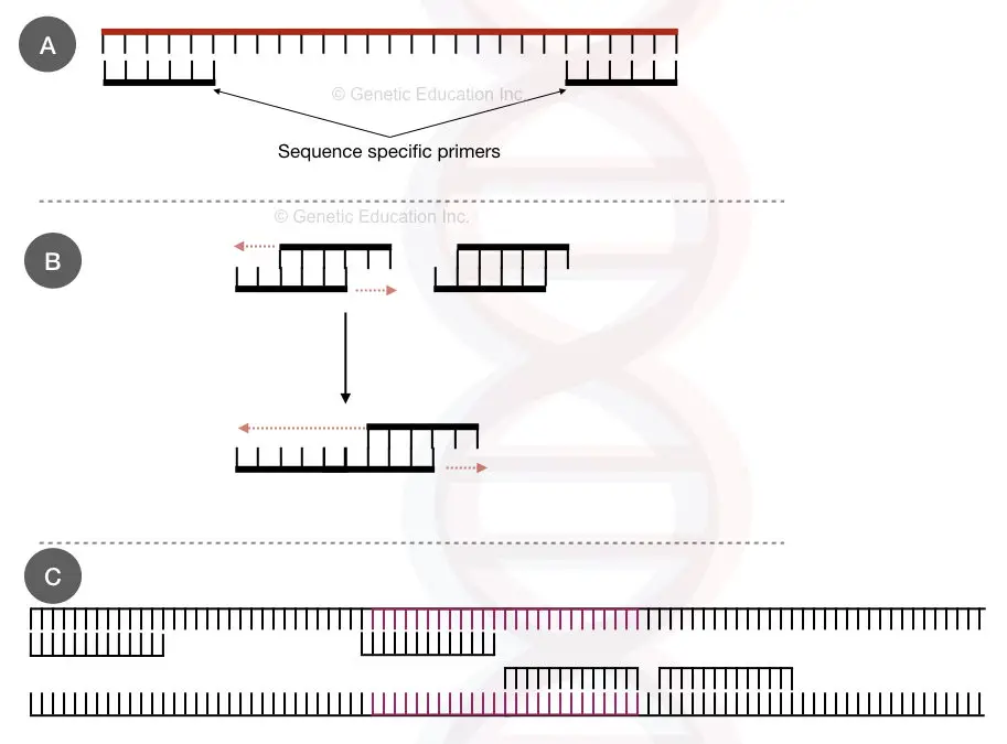 PCR primer design guidelines